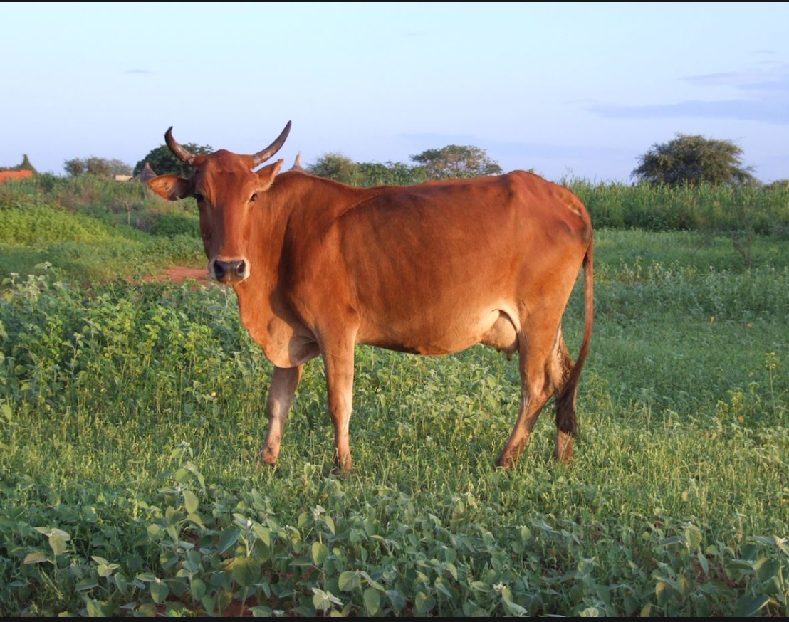 Sadaqa Cow