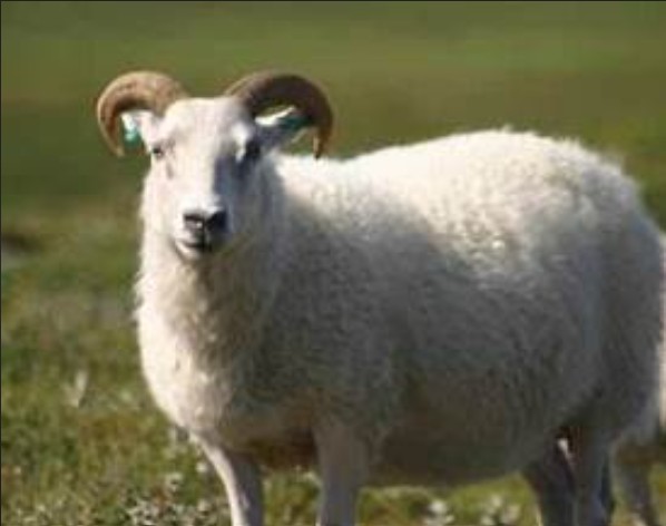 Sadaqa Sheep